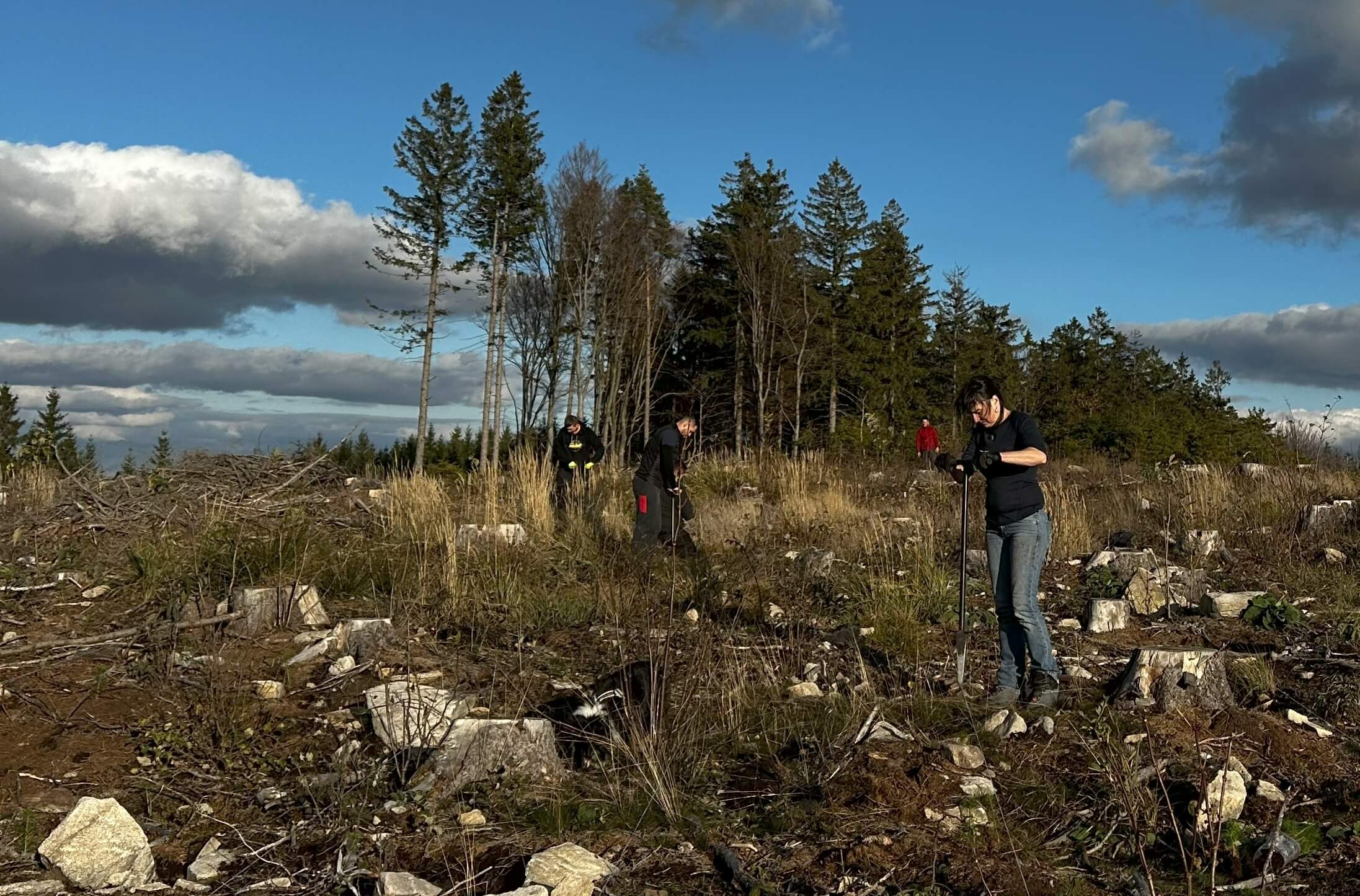 Dobrovolníci v Horních Dubenkách v neděli zasadili 1000 stromků nového lesa.