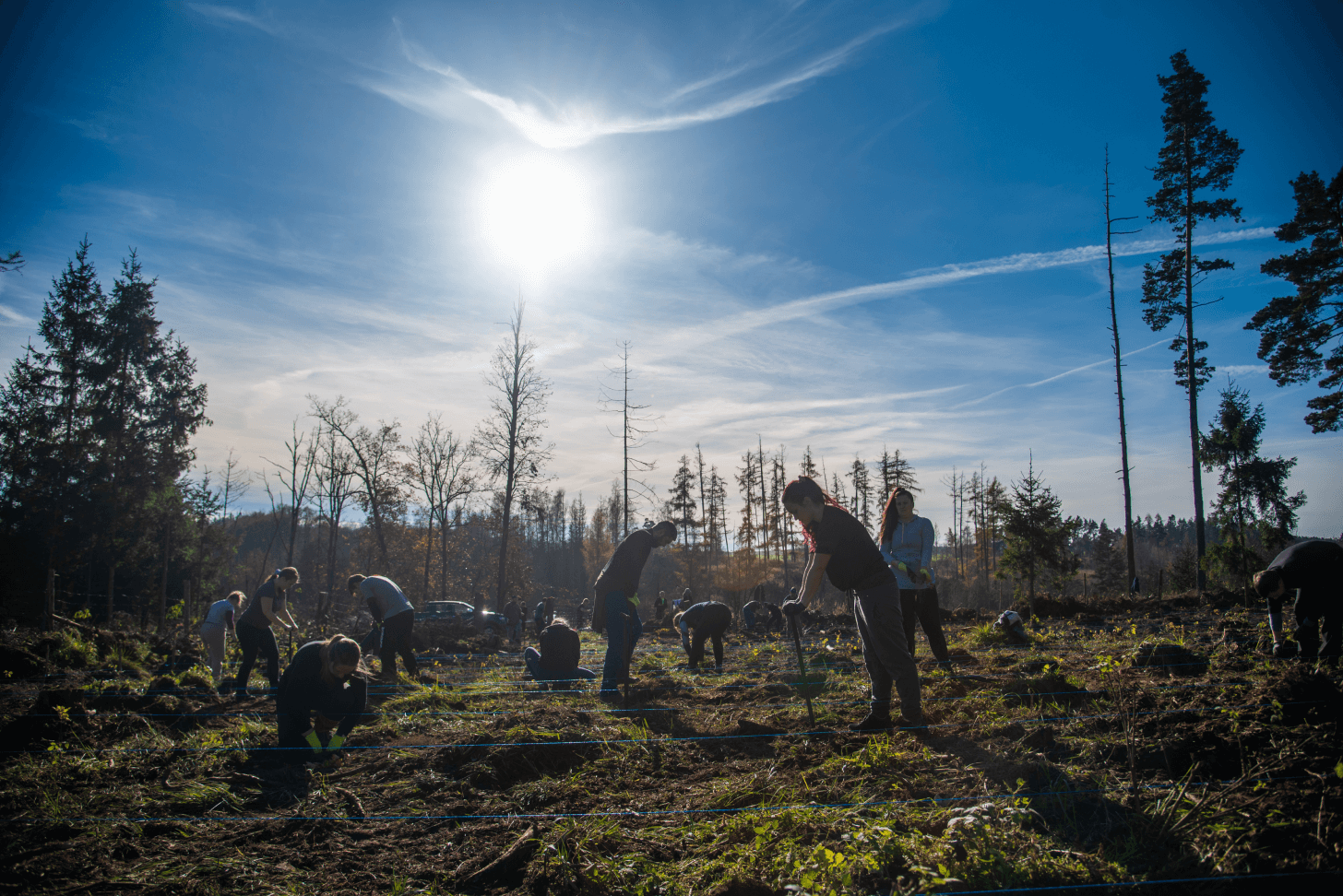 Projekt Sázíme Česko má nový program, spolupráce s odborníky a ambiciózní cíl 10 873 553 stromů za rok